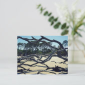 ジキルの木々 ポストカード (スタンド正面)