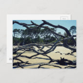 ジキルの木々 ポストカード (正面/裏面)