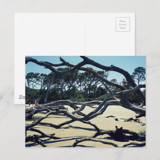 ジキルの木々 ポストカード (正面/裏面)