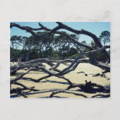 ジキルの木々 ポストカード (正面)