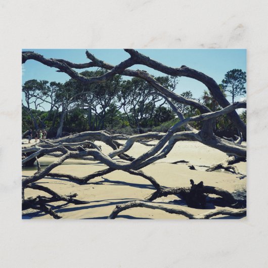 ジキルの木々 ポストカード (正面)