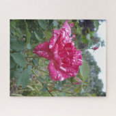 ジグエレガントソーパズルピンクと白ストライプのバラ ジグソーパズル (横)