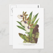 ジゴポルタウムゴーティエリ ポストカード (正面/裏面)