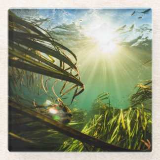 ジザニアテキサナ ガラスコースター