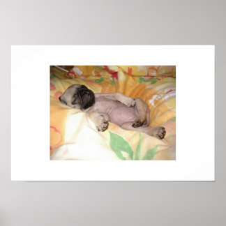 ジズジー ポスター