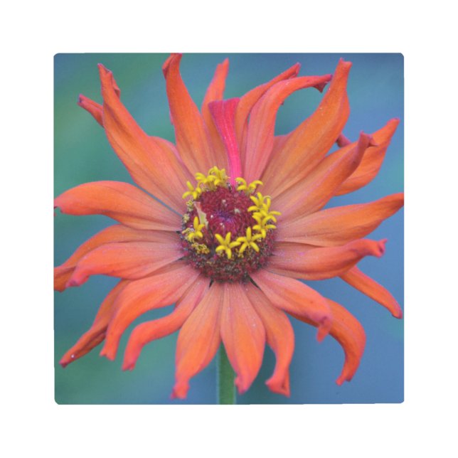 ジッパー《植物》百日草 メタルプリント (正面)