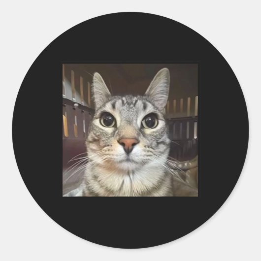 ジッ間抜けプネコミーム ラウンドシール (正面)