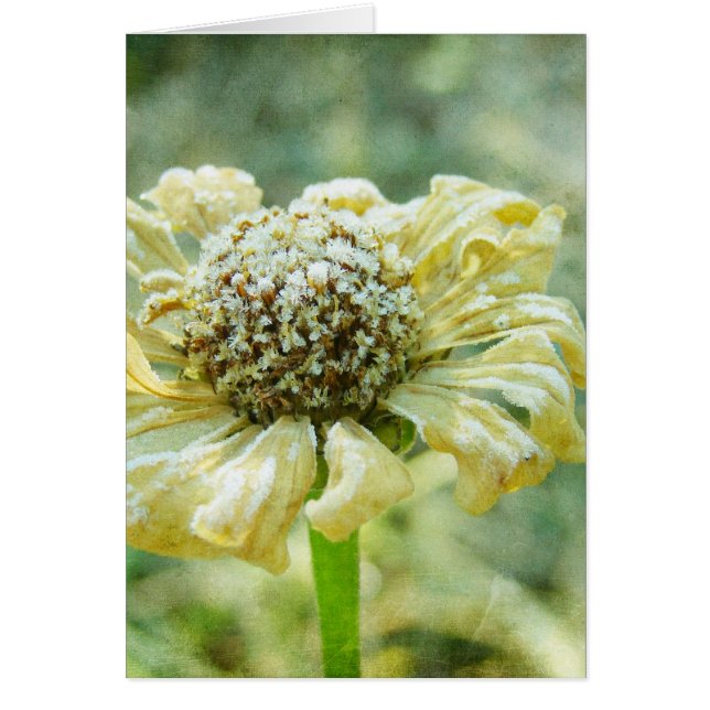 ジナ霜の降りたー (正面)