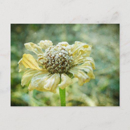 ジナ霜の降りたー ポストカード (正面)