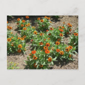 ジニアのポストカード ポストカード (正面)