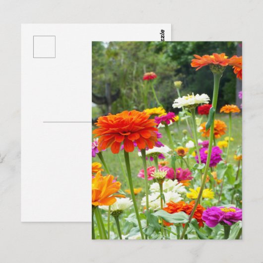 「ジニアス2。」 ポストカード (正面/裏面)