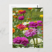 「ジニアス3。」 ポストカード (正面/裏面)