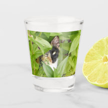 ジニーアのカリコ猫