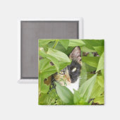 ジニーアのカリコ猫 マグネット (正面/裏面)