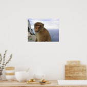 ジブラルタルのサル ポスター (キッチン)