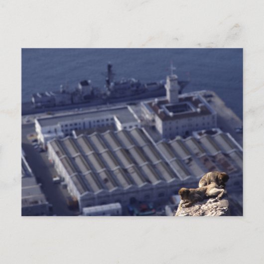 ジブラルタルのモンキービジネス ポストカード (正面)