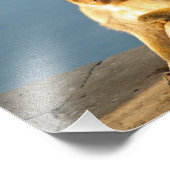 ジブラルタルバルバリーサル フォトプリント            (角)