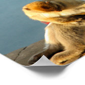 ジブラルタルバルバリーサル ポスター (角)