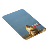 ジブラルタルバルバリーサル マグネット (右側)