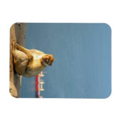 ジブラルタルバルバリーサル マグネット (横)