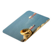 ジブラルタルバルバリーサル マグネット (左側)