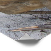 ジブラルタルモンキーポスター ポスター (角)