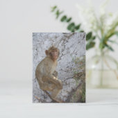 ジブラルタルモンキーポストカカスタマイズー ポストカード (スタンド正面)