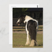 ジプシーゴールド ジプシー ヴァンナー ウォーカー ホース ポストカード (正面/裏面)