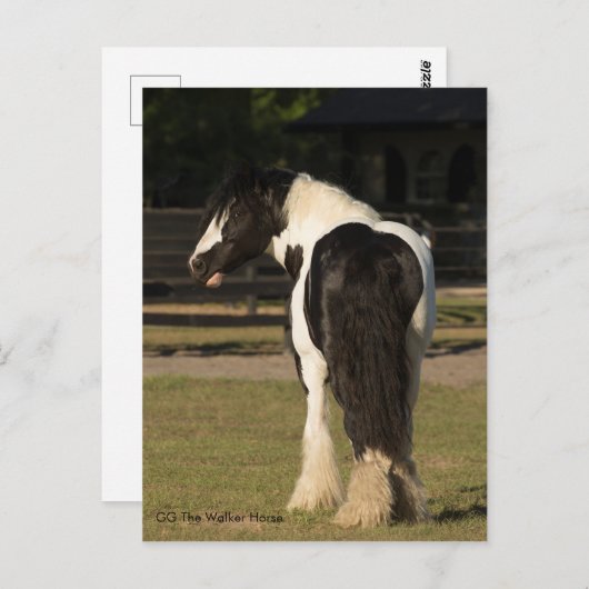 ジプシーゴールド ジプシー ヴァンナー ウォーカー ホース ポストカード (正面/裏面)