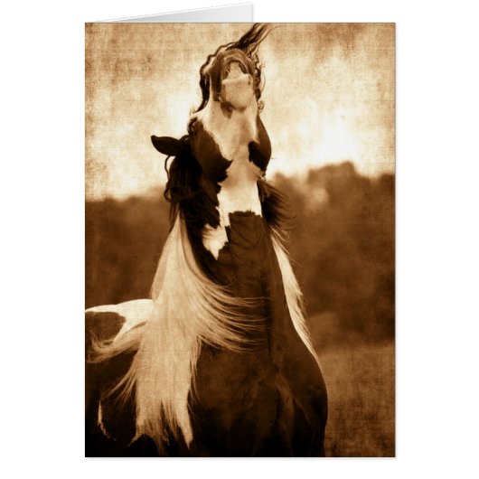 ジプシーヴァンナー (正面)