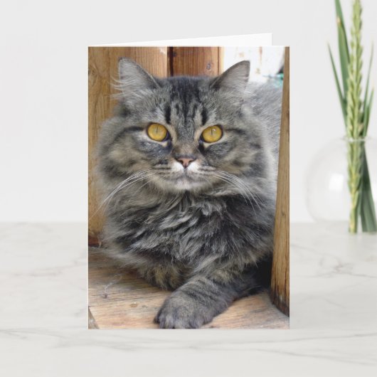 ジプシー・カード カード (正面)