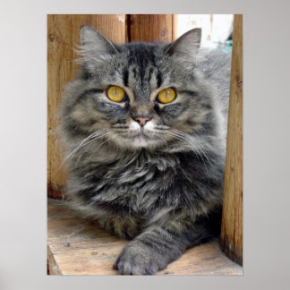 ジプシー ポスター