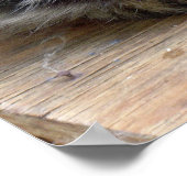 ジプシー ポスター (角)