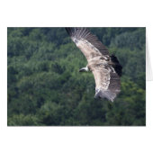 ジプスフルヴ飛んでいるス (正面横)