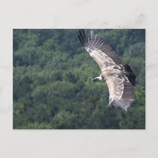 ジプスフルヴ飛んでいるス ポストカード (正面)