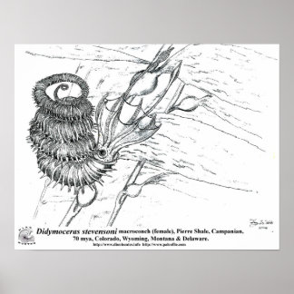 ジミモセラスステベンソニ ポスター