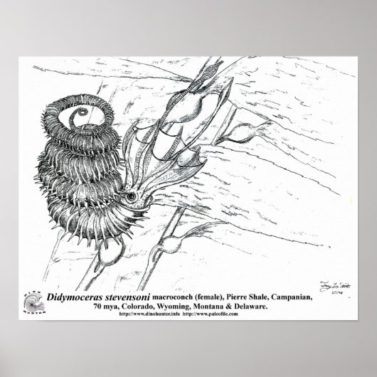 ジミモセラスステベンソニ ポスター (正面)