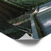 「ジャイアンツの歩く」、ミューア・ウッズ ポスター (角)