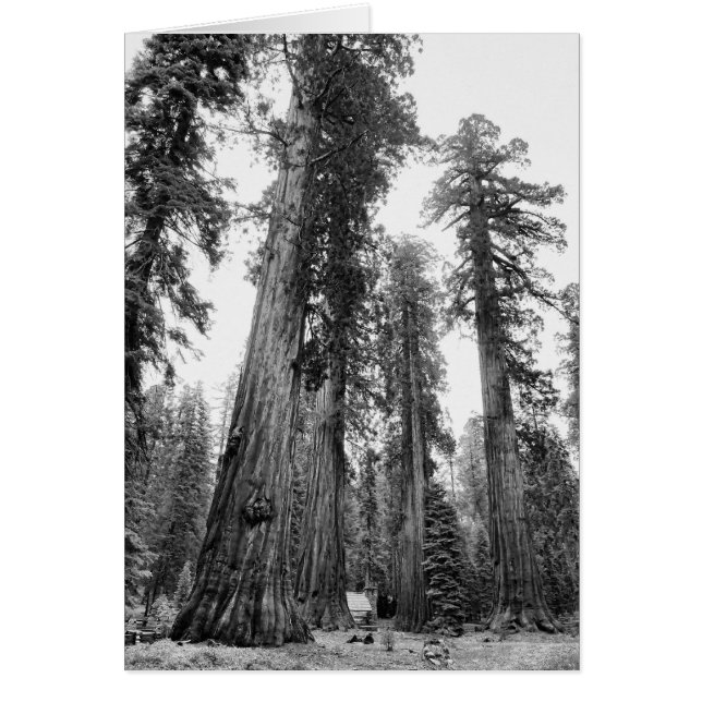 ジャイアンツカードの中 (正面)