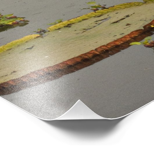 ジャイアントまたはビクトリア・リリー・ビクトリア・アマゾニカ フォトプリント (角)