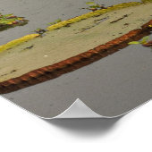 ジャイアントまたはビクトリア・リリー・ビクトリア・アマゾニカ ポスター (角)