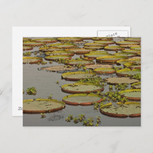 ジャイアントまたはビクトリア・リリー・ビクトリア・アマゾニカ ポストカード (正面/裏面)