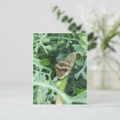 ジャイアントアゲハチョウのはがき ポストカード (スタンド正面)