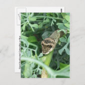 ジャイアントアゲハチョウのはがき ポストカード (正面/裏面)