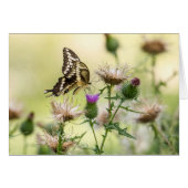 ジャイアントアゲハチョウ蝶 (正面横)