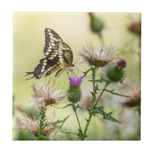 ジャイアントアゲハチョウ蝶 タイル (正面)