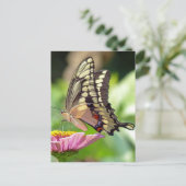 ジャイアントアゲハチョウ蝶 ポストカード (スタンド正面)