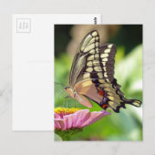 ジャイアントアゲハチョウ蝶 ポストカード (正面/裏面)