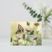 ジャイアントアゲハチョウ蝶 ポストカード (スタンド正面)