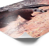 ジャイアントアンテーターヴィンテージイラストレーション。 フォトプリント            (角)